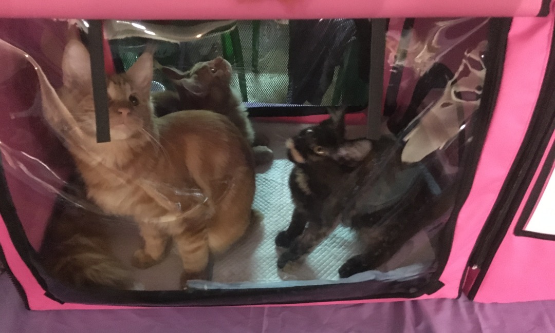 cat