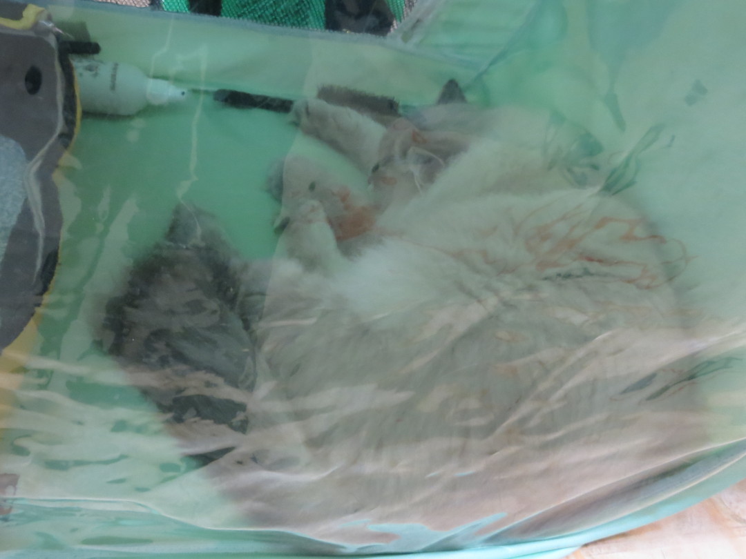 Кошка